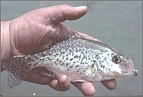 As fish in water, human beings are confined in time. As fish in water, human beings are confined in time.